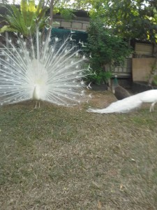 peacock4